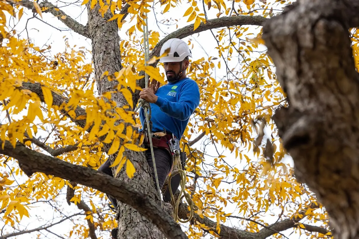 Skilled Tree Trimming crew working in Jerome